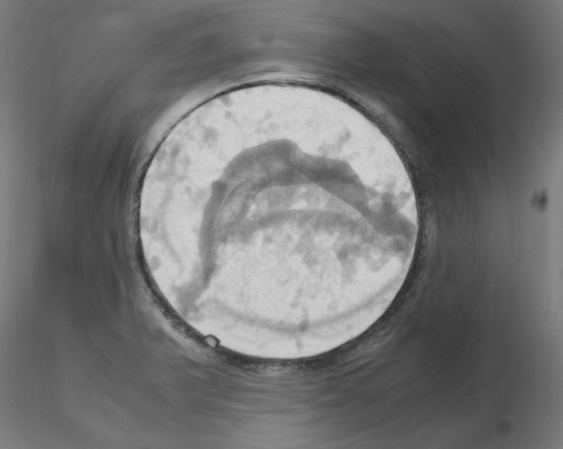 X0000115561375200912181607