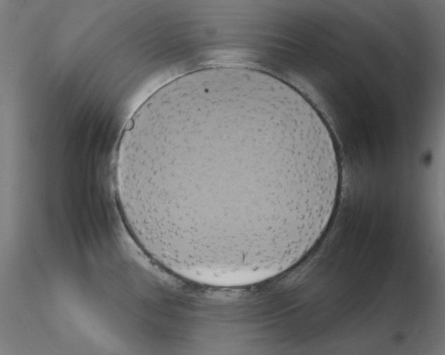 X0000115561386200912181606