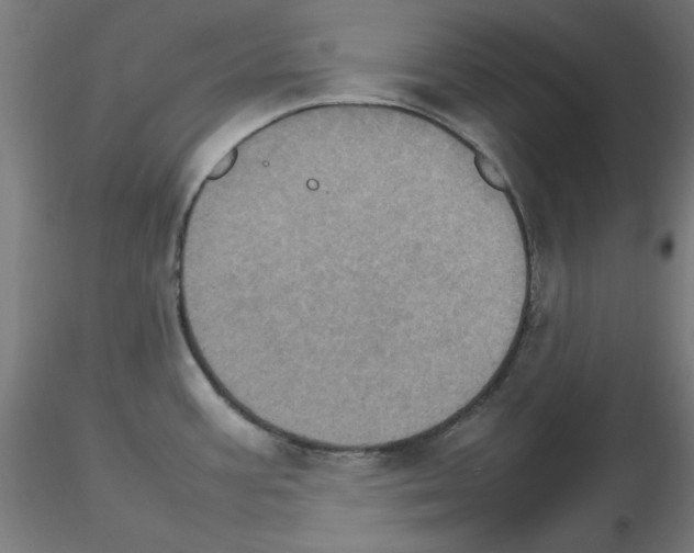 X0000115561387200912181606