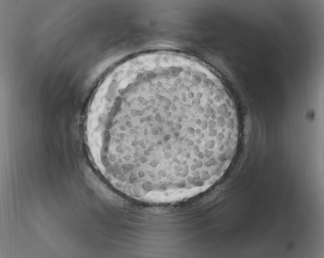 X0000115561404200912181606