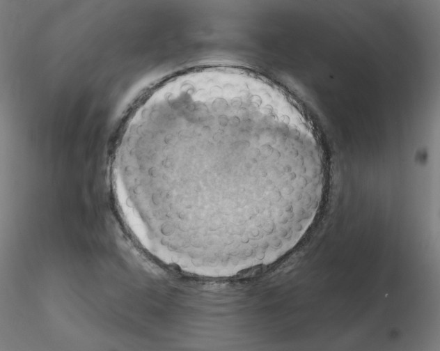 X0000115561408200912181606