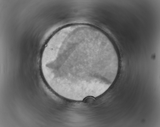 X0000115561416200912181606