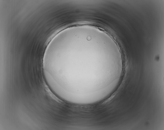 X0000115561417200912181606