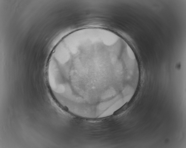 X0000115561423200912181606