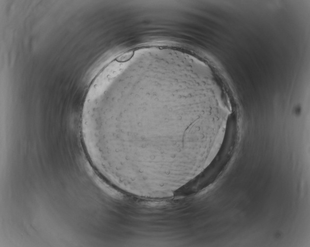 X0000115561425200912181606