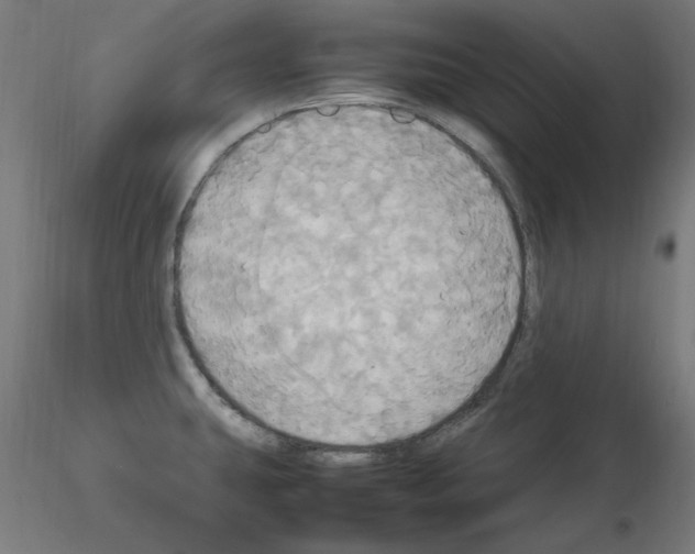 X0000115561431200912181606