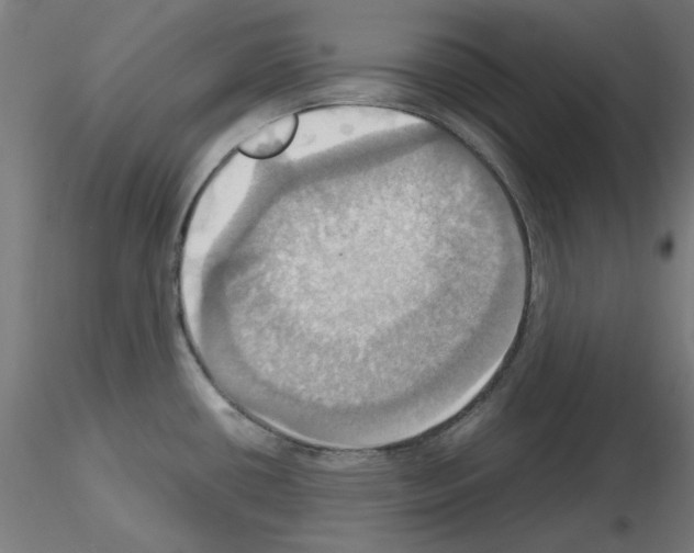 X0000115561434200912181606