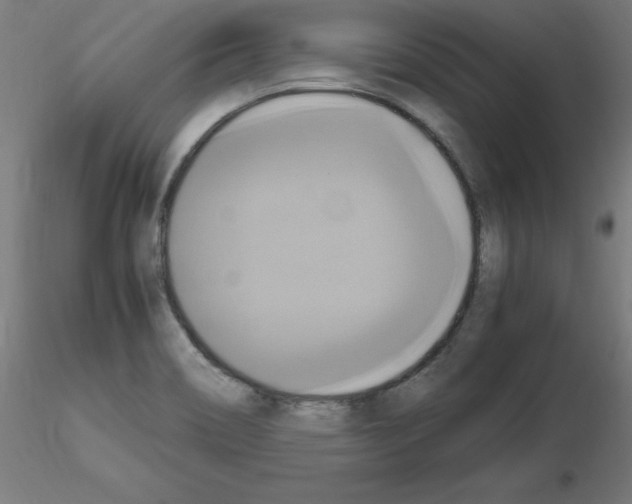 X0000115561466200912181605