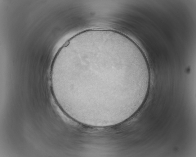 X0000115561485200912181605