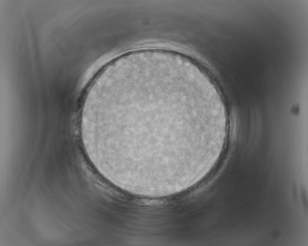 X0000115561501200912181604