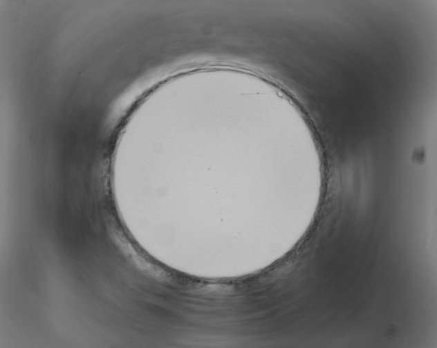 X0000115561503200912181604