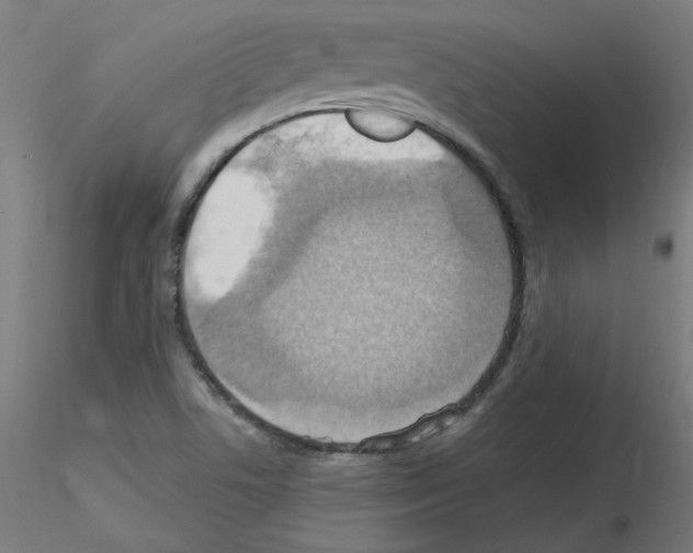 X0000115561506200912181604