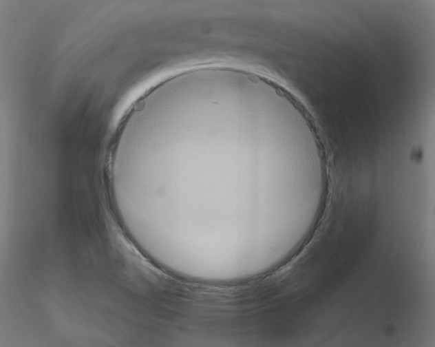 X0000115561510200912181604