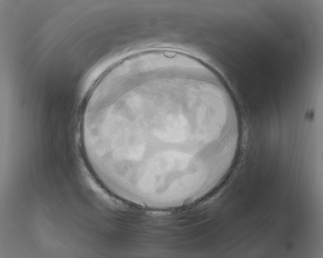 X0000115561511200912181604