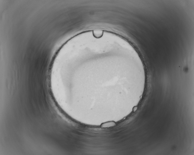 X0000115561517200912181605