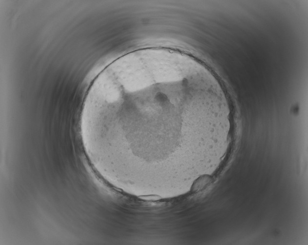 X0000115561521200912181605