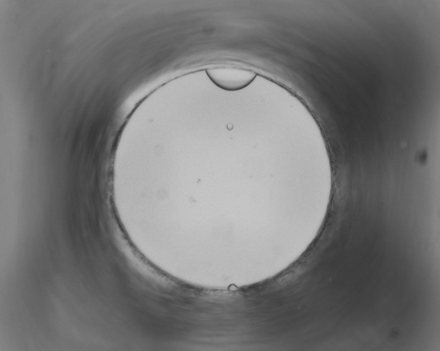 X0000115561526200912181605