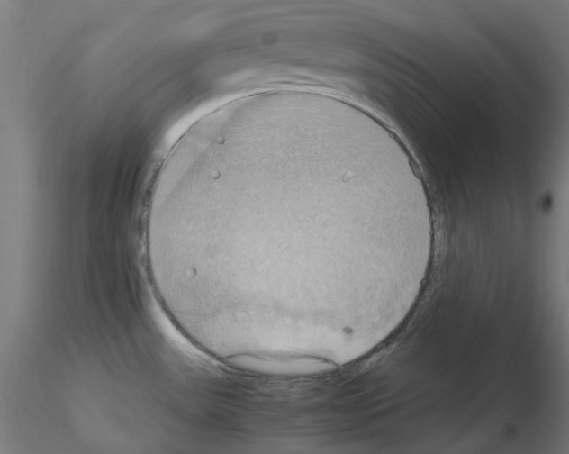 X0000115561531200912181605