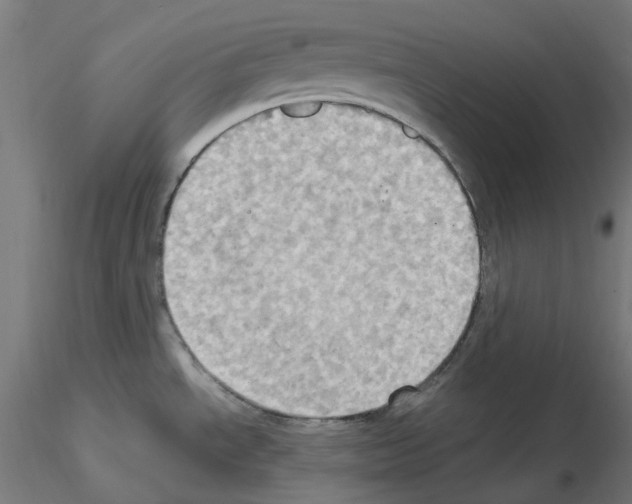 X0000115561534200912181605