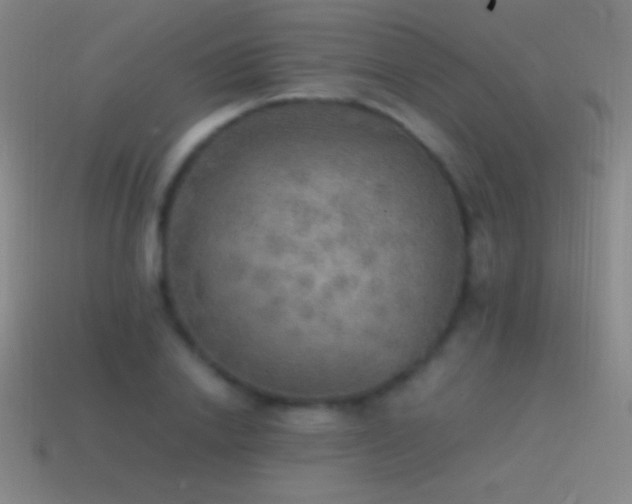 X0000115580838200911101146