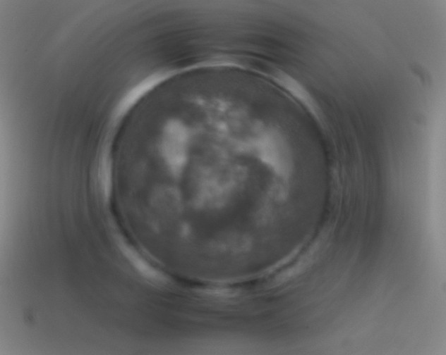 X0000115581127200911101142