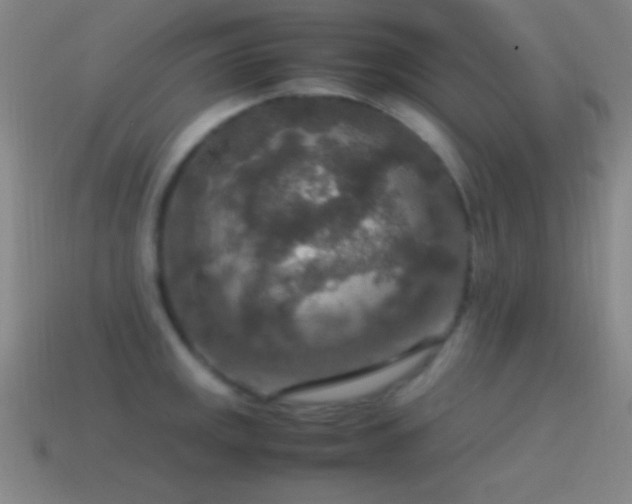 X0000115581141200911101142