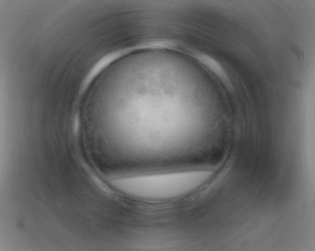 X0000115581420200911101138