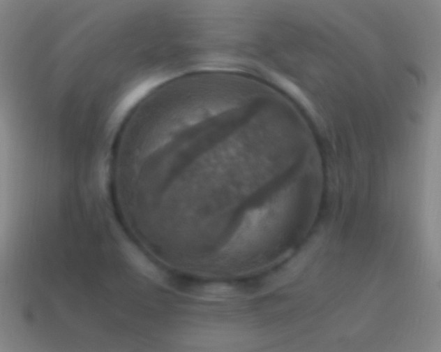 X0000115581463200911101138