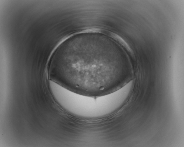 X0000115581276200911171002