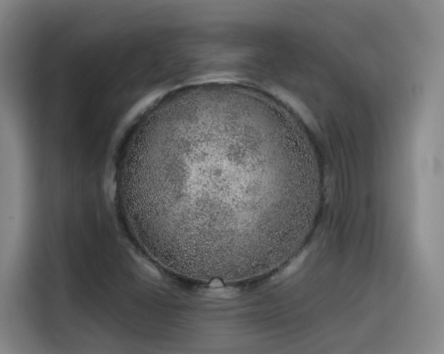 X0000115581406200911171000