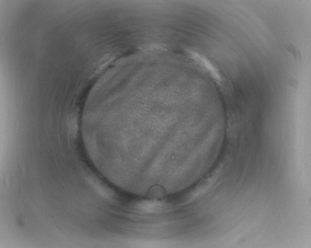 X0000115580065200911241521