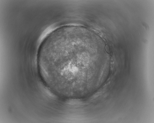 X0000115580296200911241518