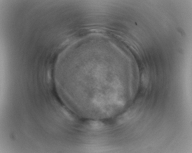 X0000115580424200911241517