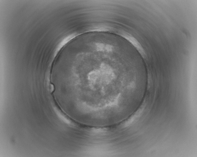 X0000115580850200911241511