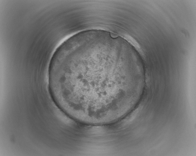 X0000115581028200911241508