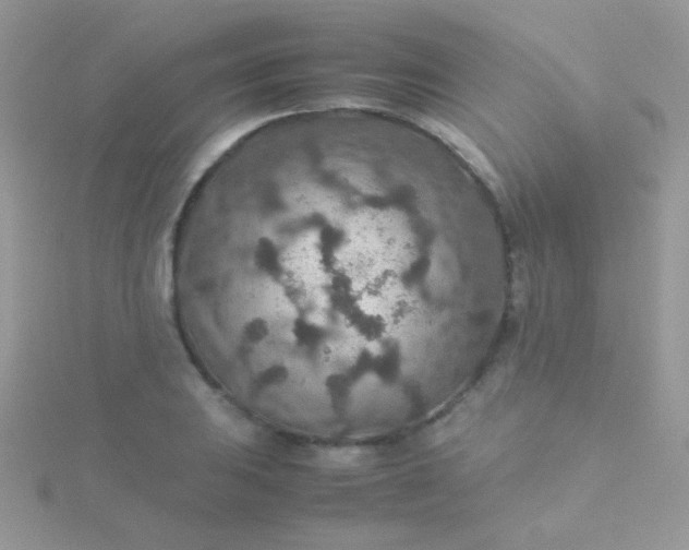 X0000115581031200911241508