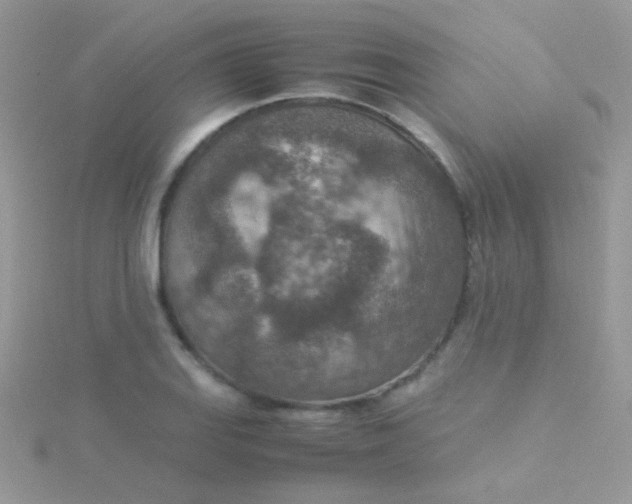 X0000115581127200911241507