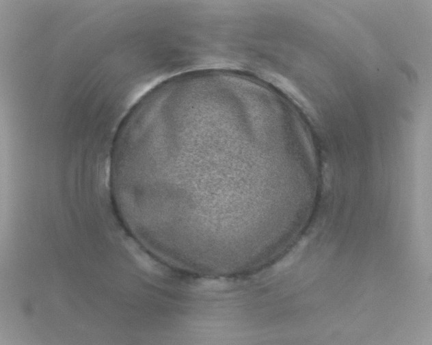 X0000115581220200911241505