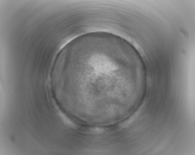 X0000115581521200911241501