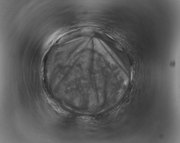 X0000115580339200912011444