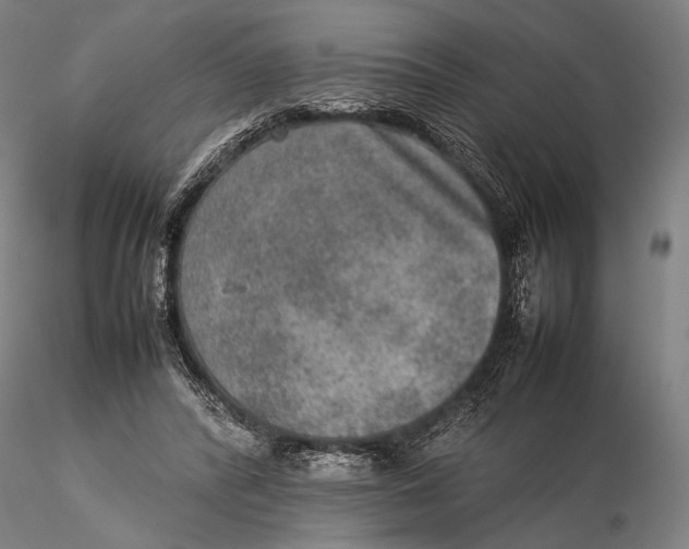 X0000115580400200912011444