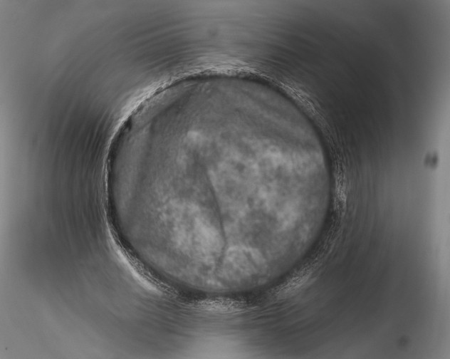 X0000115580630200912011440