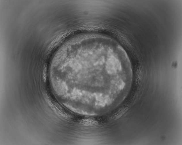 X0000115580644200912011440