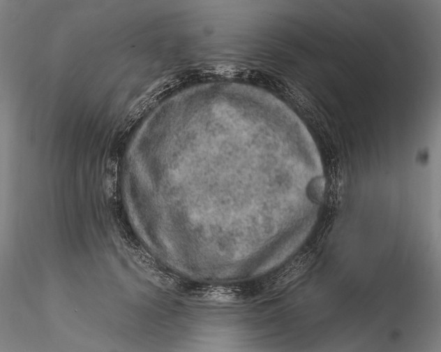 X0000115580656200912011440