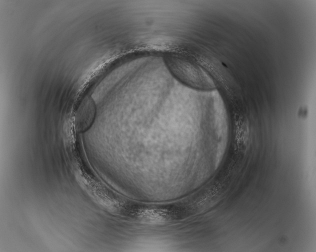 X0000115580680200912011439