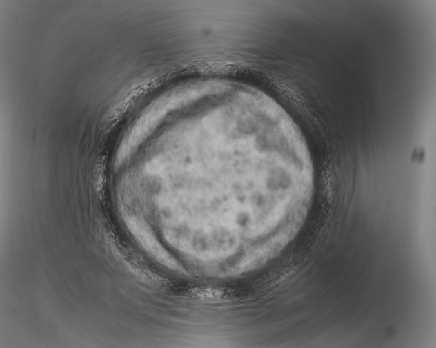 X0000115580687200912011439