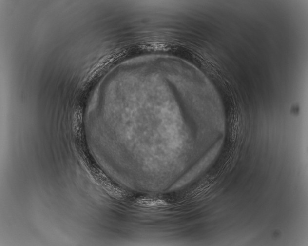 X0000115580747200912011438