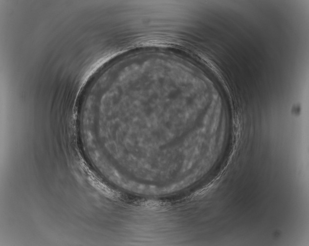 X0000115580779200912011438