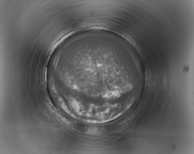 X0000115580790200912011438