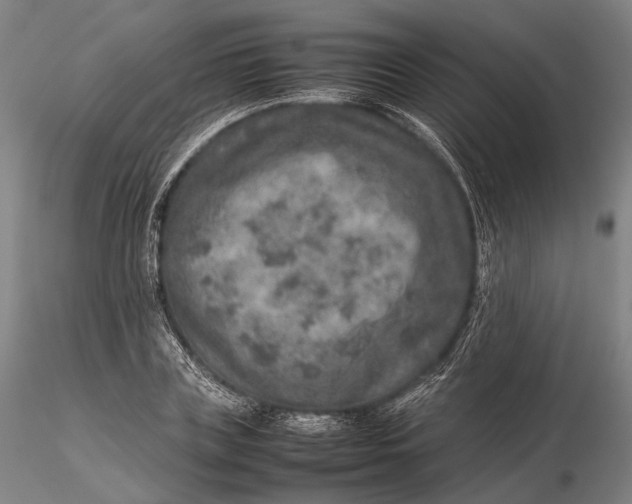 X0000115580835200912011437